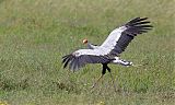 Secretarybird